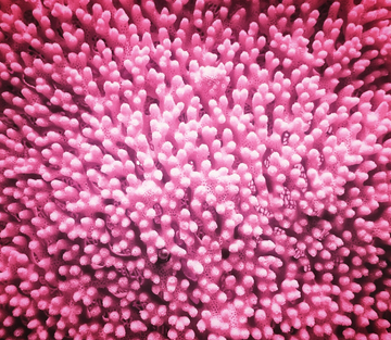 What Is Bacillus Subtilis — and Why Your Gut Needs It