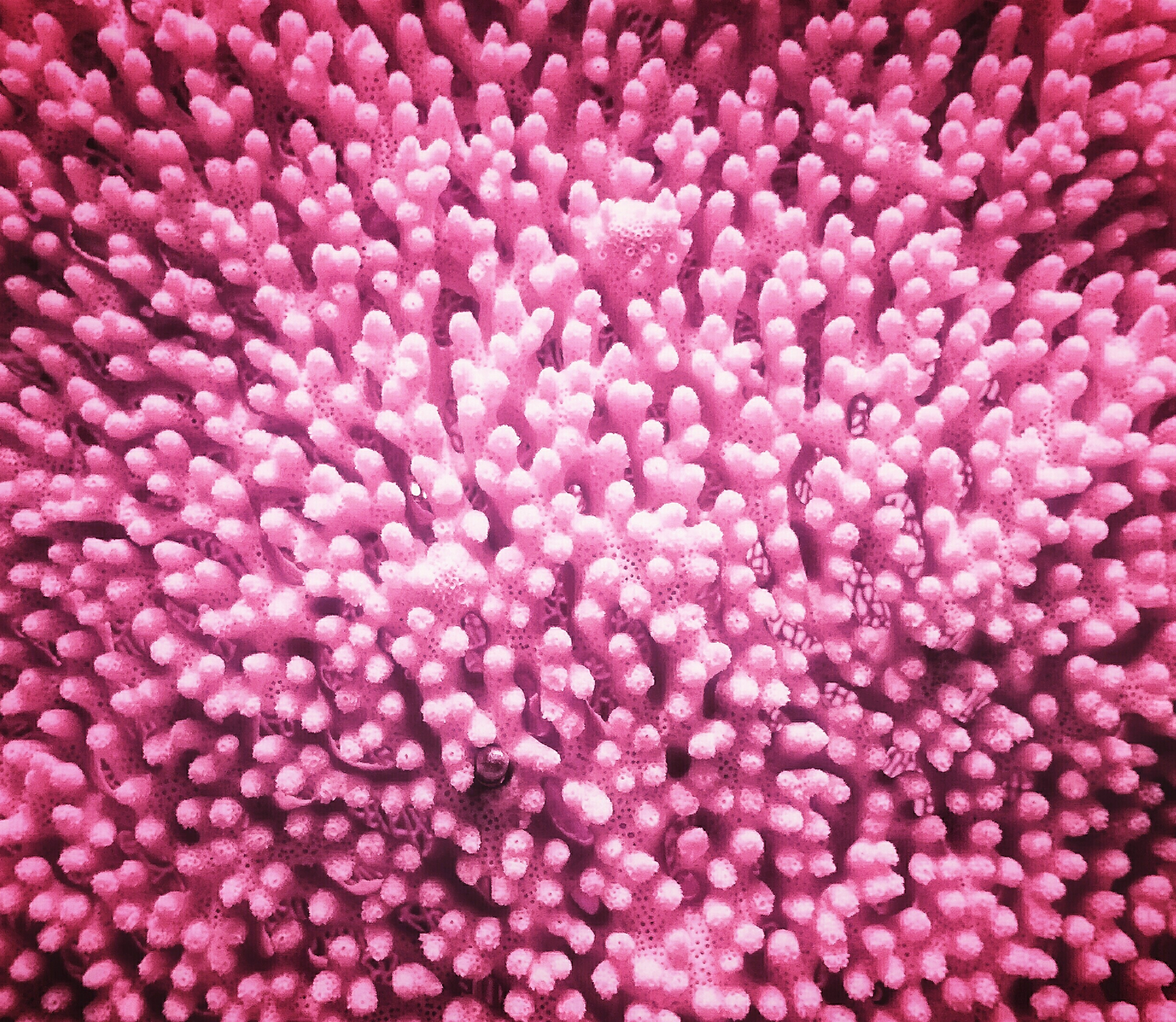 What Is Bacillus Subtilis — and Why Your Gut Needs It